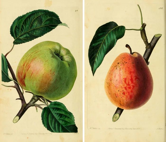 25 Free Natural History Images for Fall