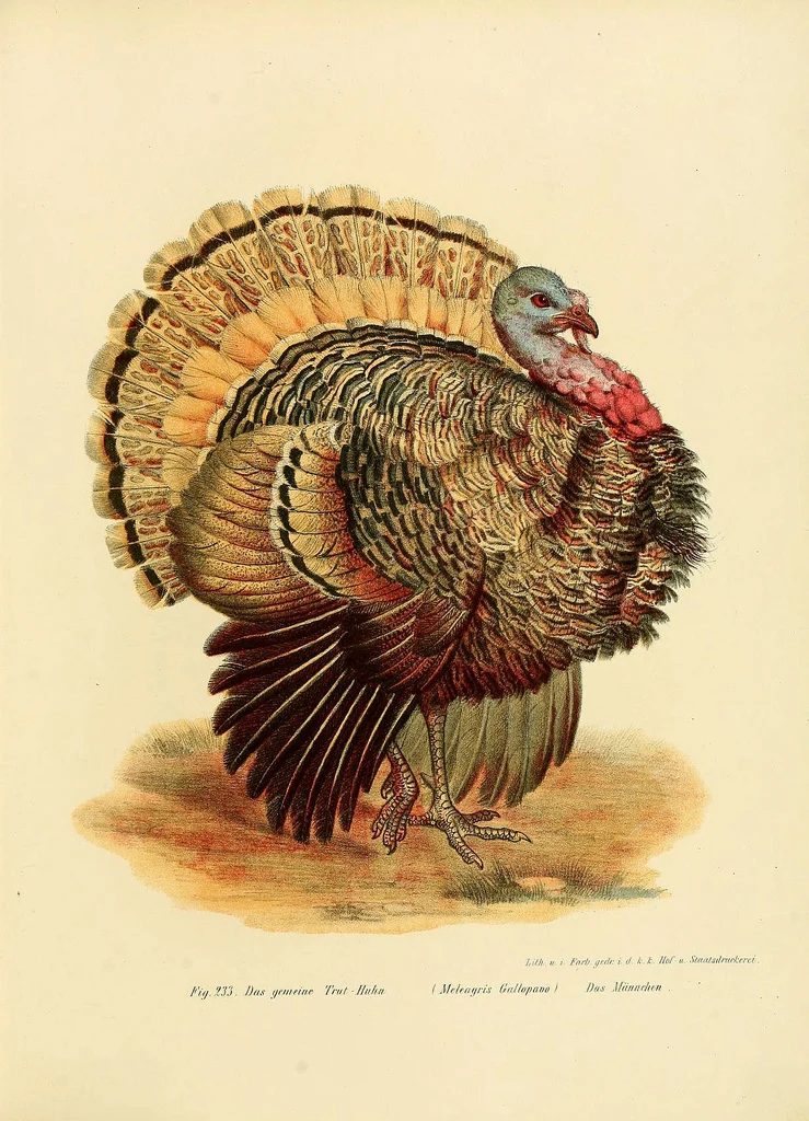 25 Free Natural History Images for Fall