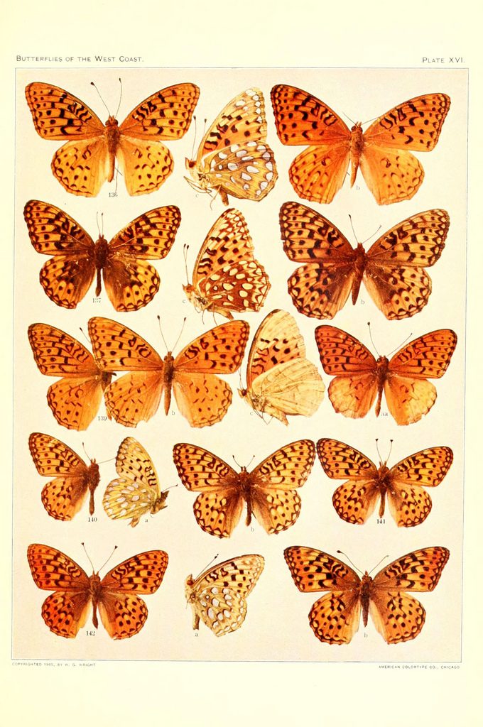 25 Free Natural History Images for Fall