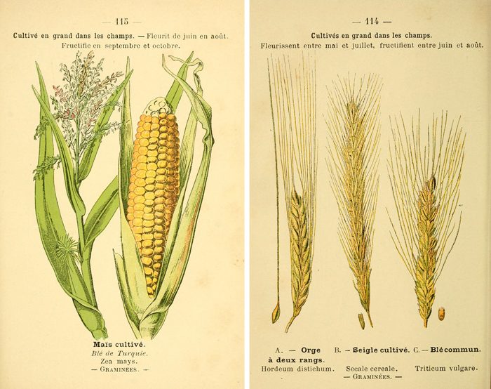 25 Free Natural History Images for Fall