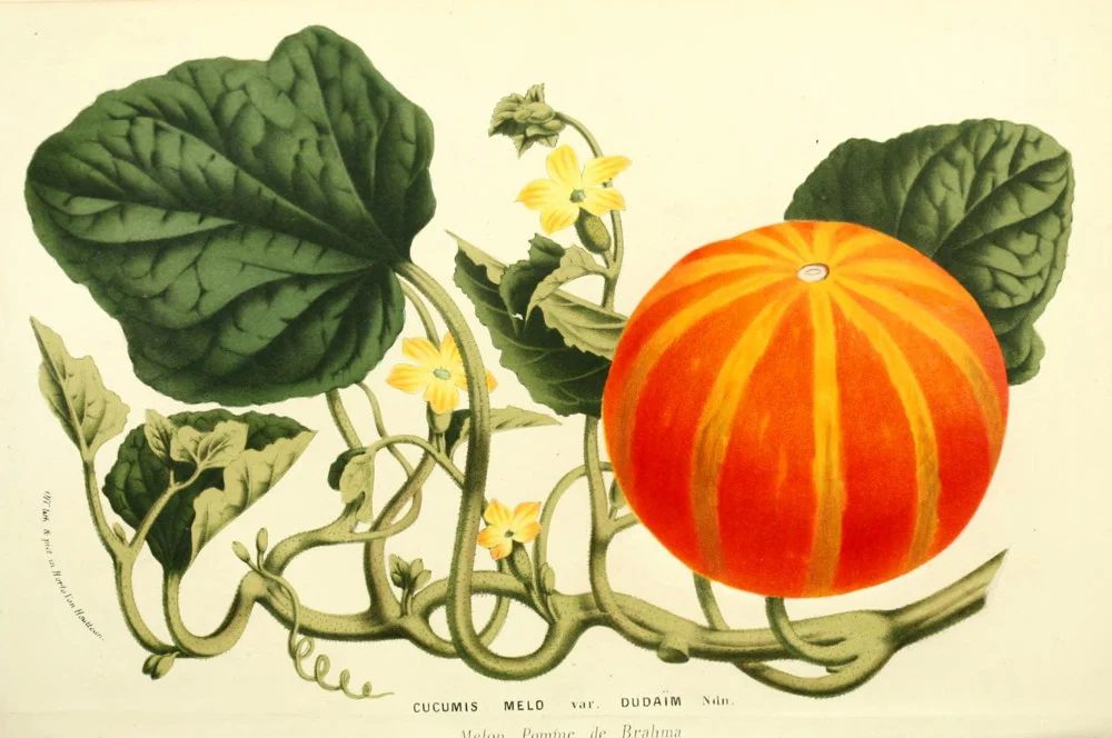25 Free Natural History Images for Fall