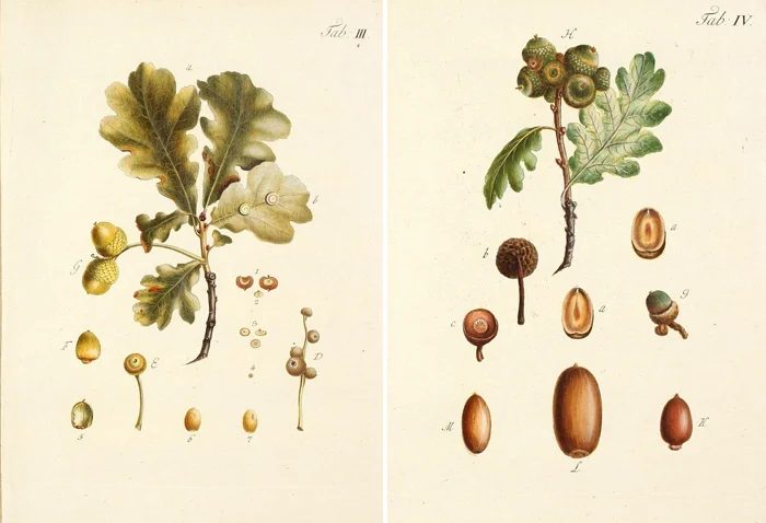 25 Free Natural History Images for Fall