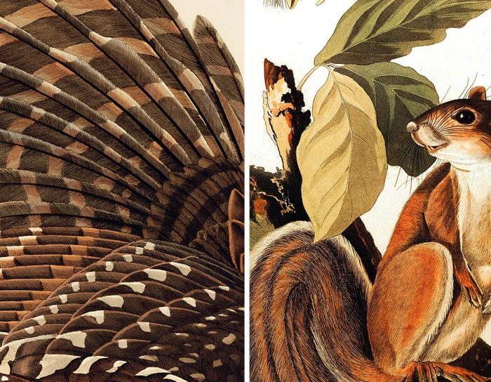 25 Free Natural History Images for Fall