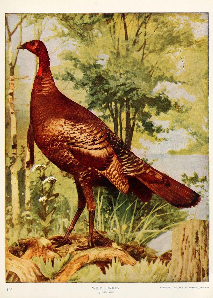 25 Free Natural History Images for Fall