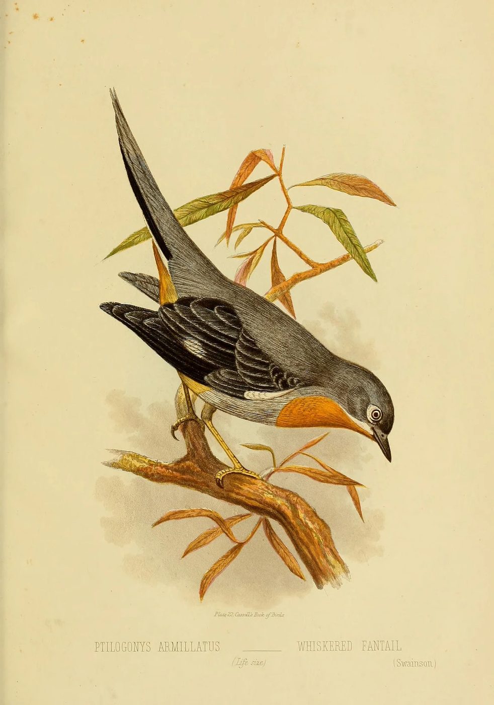 25 Free Natural History Images for Fall