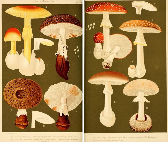 25 Free Natural History Images for Fall