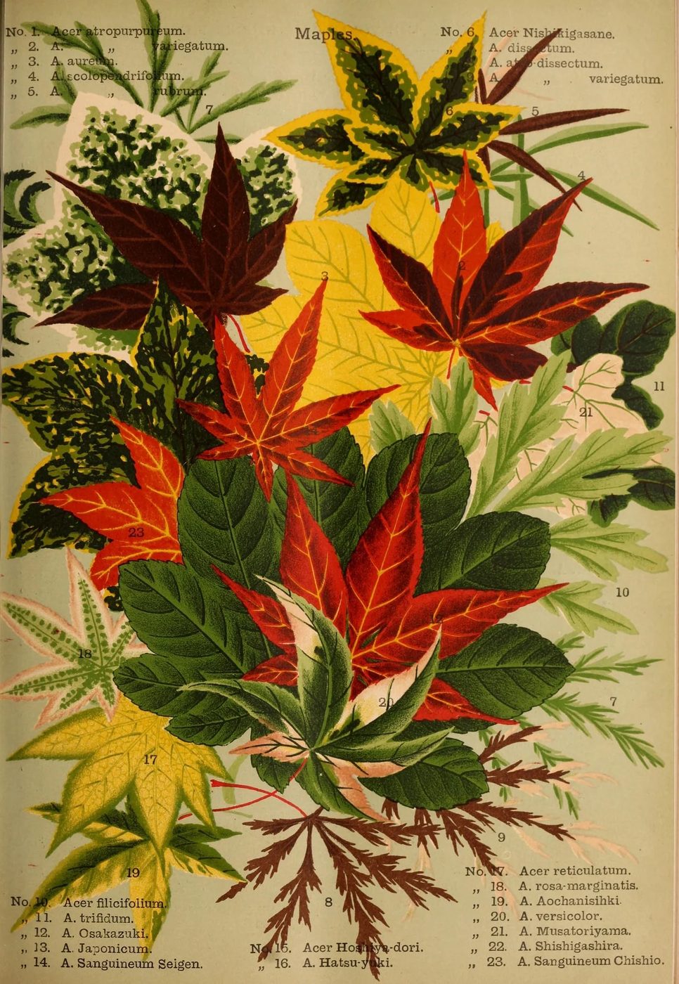 25 Free Natural History Images for Fall