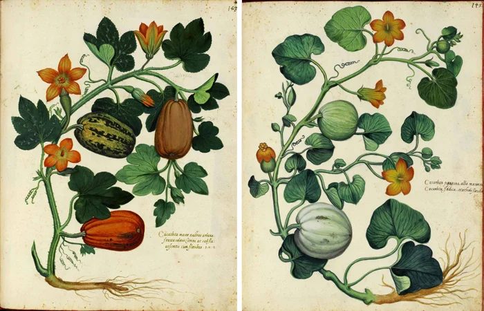 25 Free Natural History Images for Fall