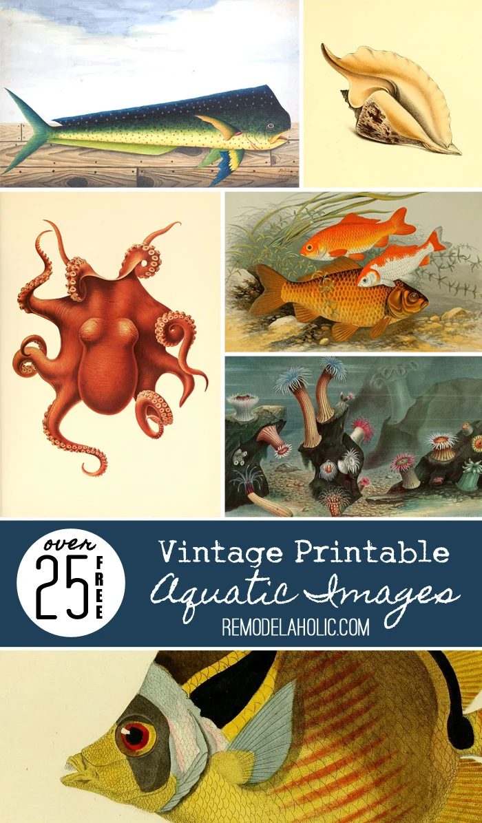 25+ FREE Vintage Printable Aquatic Images via Bekob.com #printable #ocean #coastal