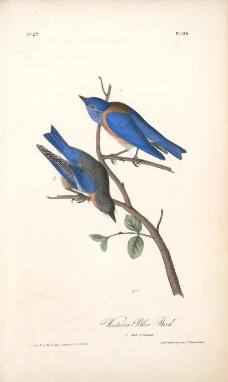 vintage Audubon print Western blue bird NYPL