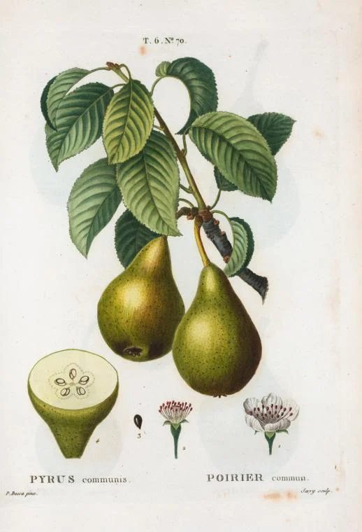 vintage printable colored book illustration of a pear NYPL
