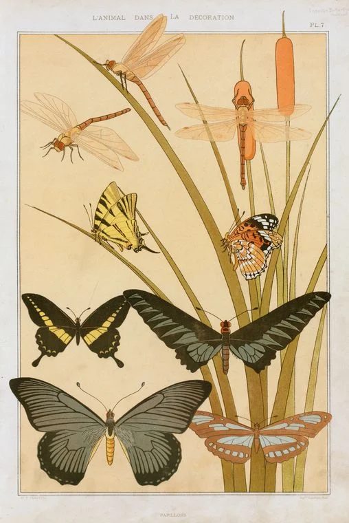 vintage book page print, illustrated butterflies NYPL