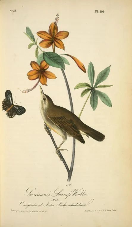 vintage Audubon print orange warbler bird NYPL