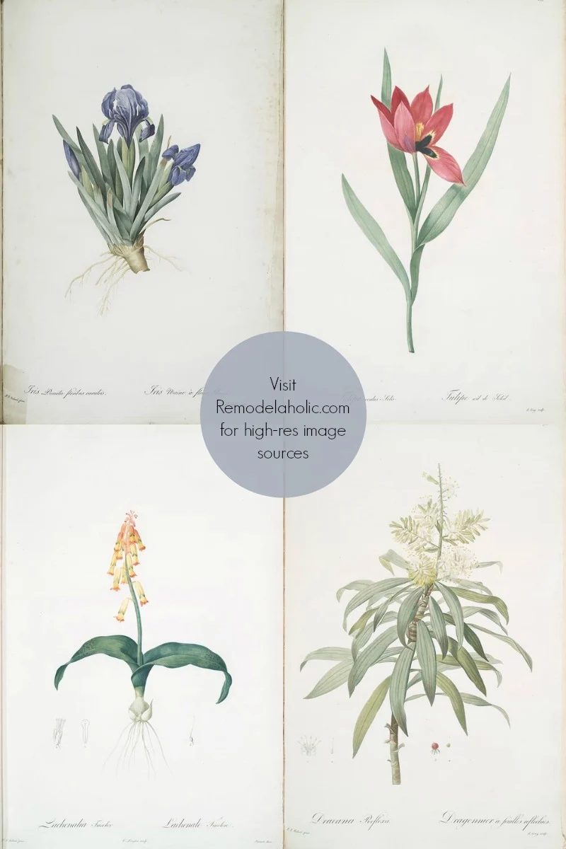 free vintage flower illustrations to print via NYPL @Bekob