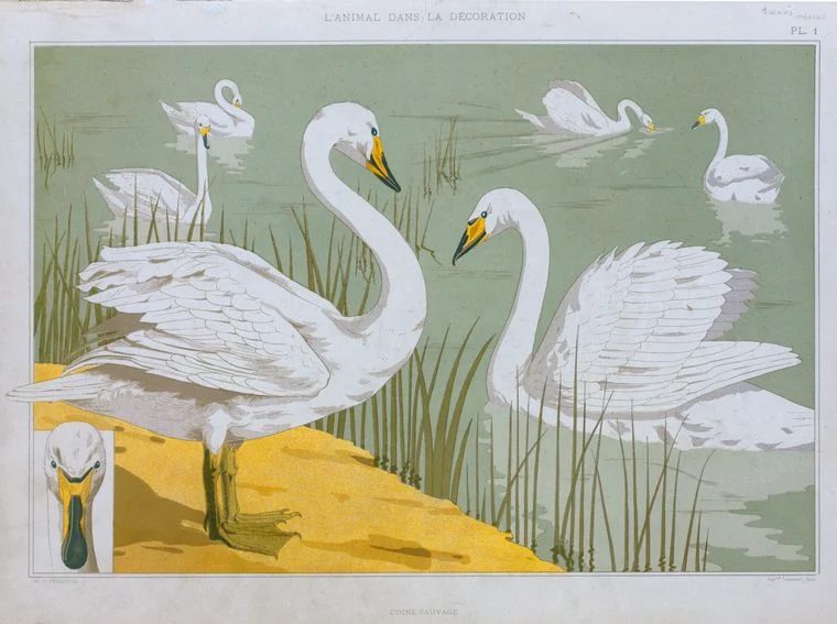 vintage book page print, illustrated swans NYPL