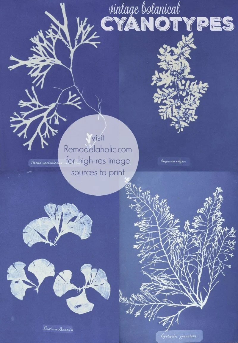 vintage botanical cyanotypes to print for decor via NYPL @Bekob