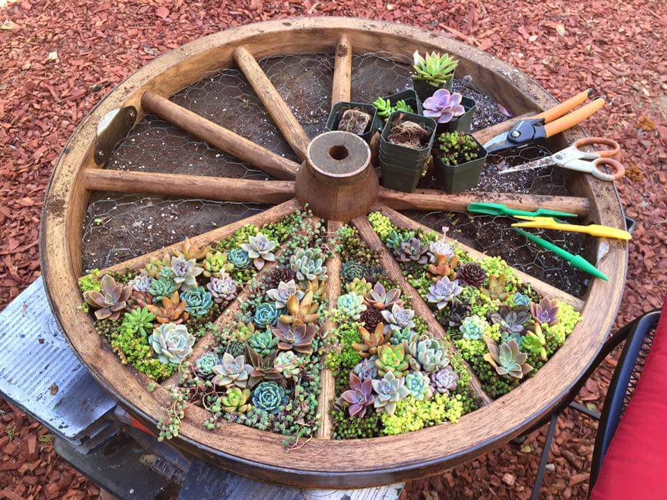 Plant succulents or herbs in a wagon wheel for a fun divided garden
