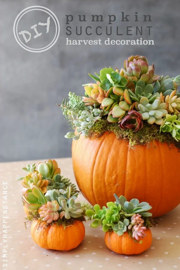 pumpkin-succulent-centerpiece-handmade-simply-happenstance
