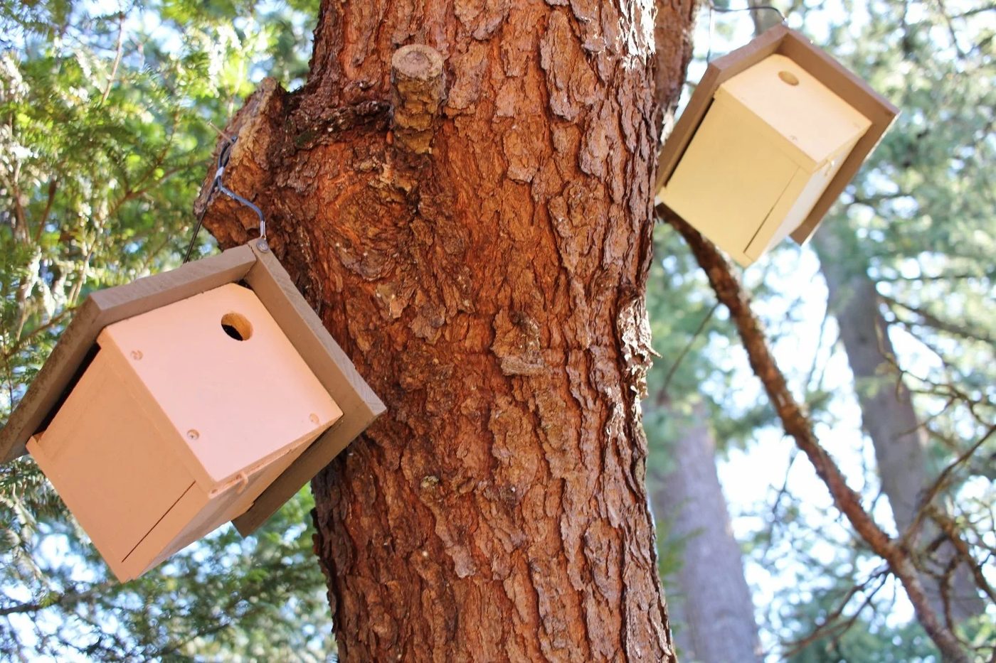 Painted Birdhouses