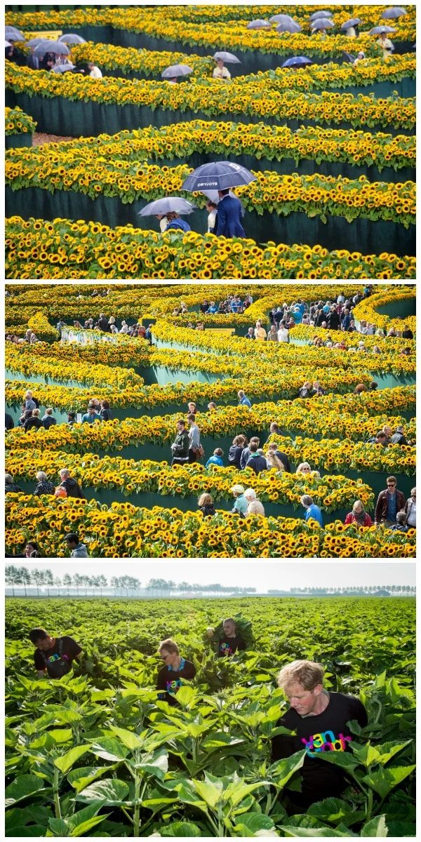 sunflower-labyrinth-at-the-entrance-of-the-van-gogh-museum-in-amsterdam-featured-on-Bekob