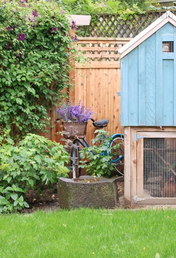 Vintage Schwinn With Lavencer And Blue Chicken Coop