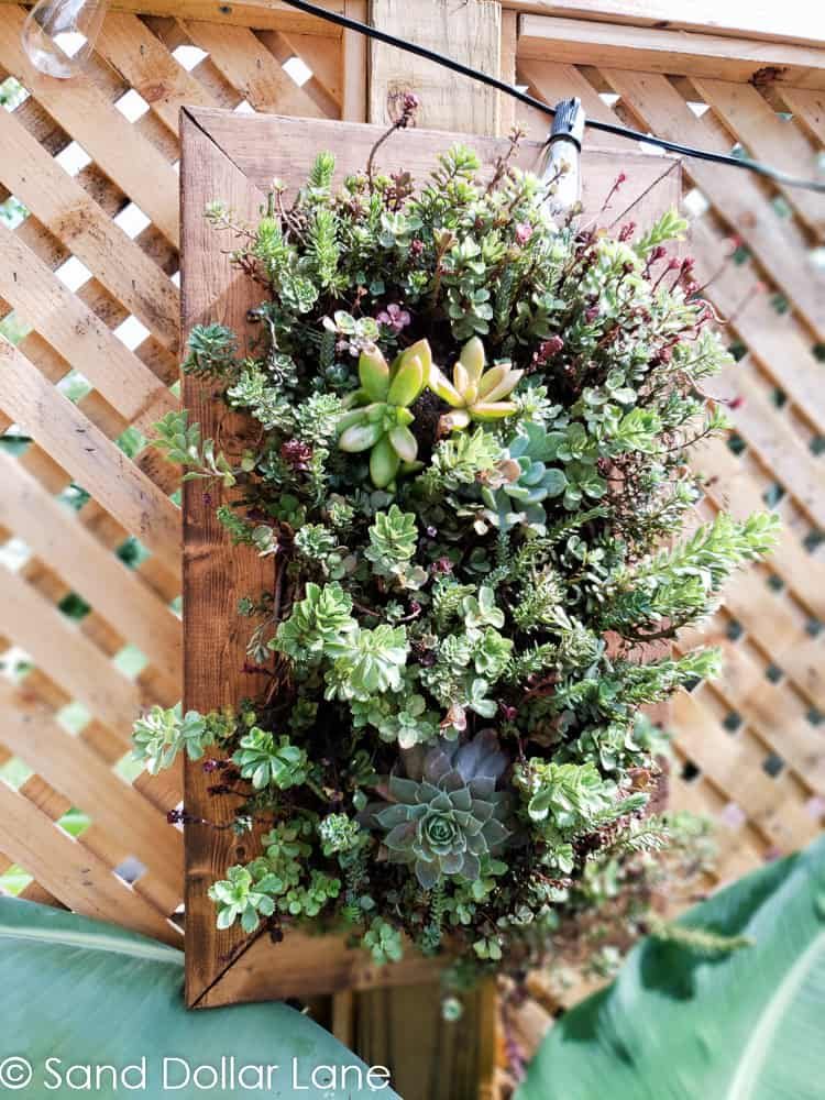 Hanging Succulent Garden 16 Sand Dollar Lane