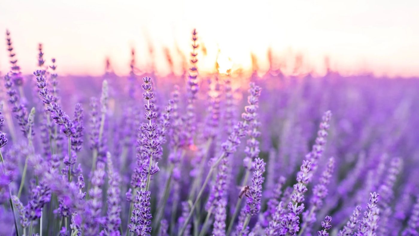 5 Lavendar
