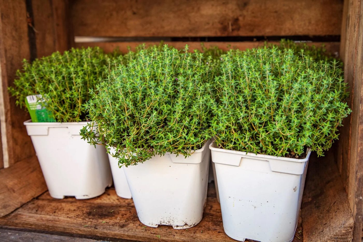 Thyme