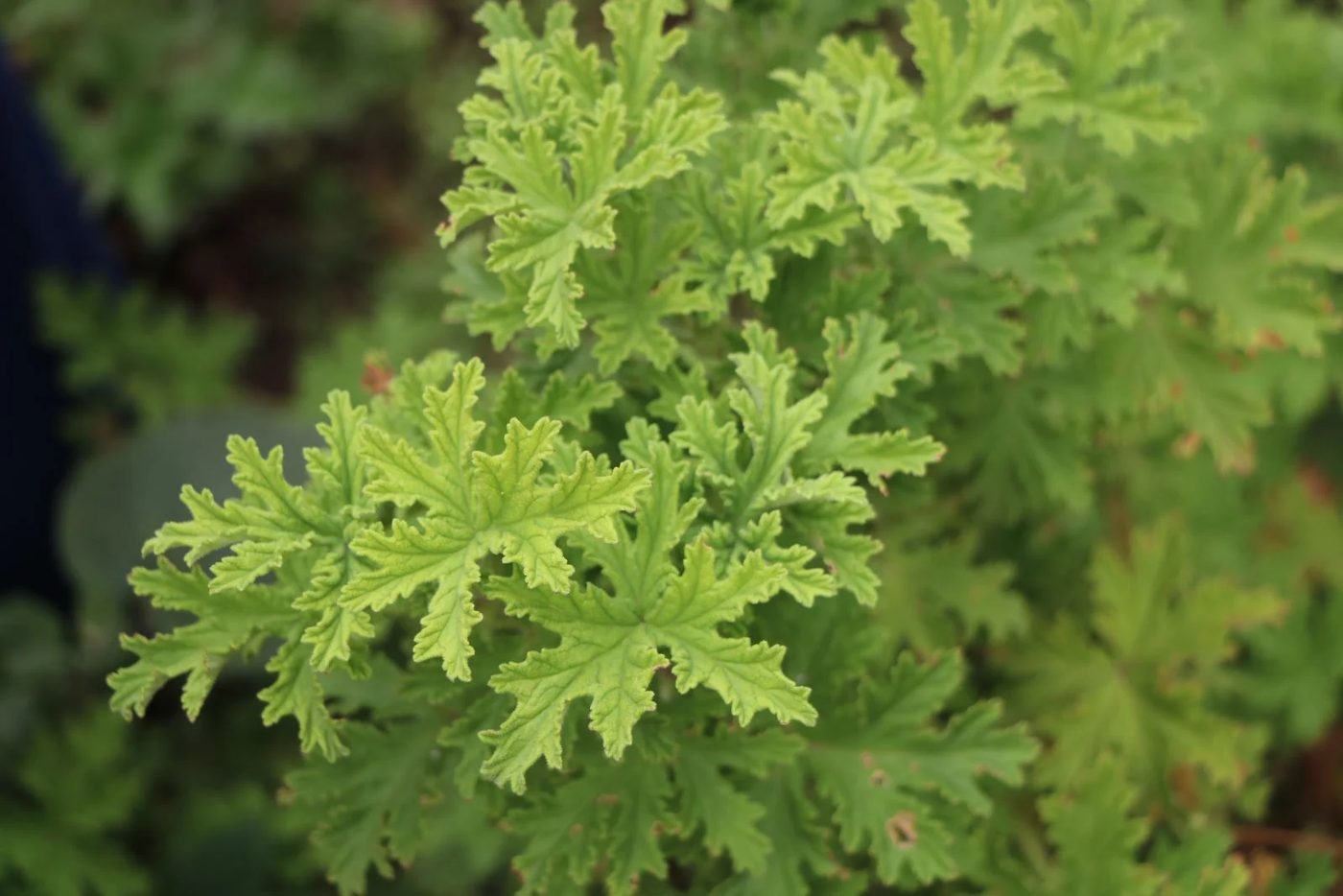 Citronella