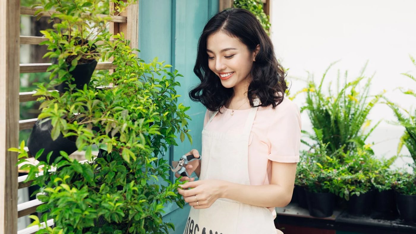 Blooming Defense: Garden Plants in the War Against Mosquitoes!
