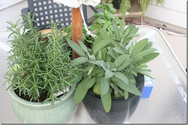Bekob herbs on table