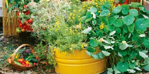 Get Your Green Thumb On…It’s Garden Time!
