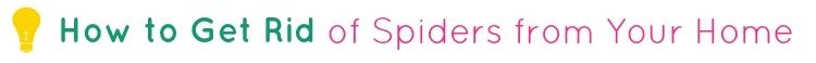How to Get Rid of Spiders from Your Home Infograpic