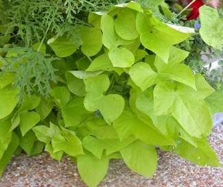 House plants add beauty to your home and clean your indoor air. Grow these 5 house plants from food scraps to get a couple of plants for practically free! Grow These 5 striking Hou