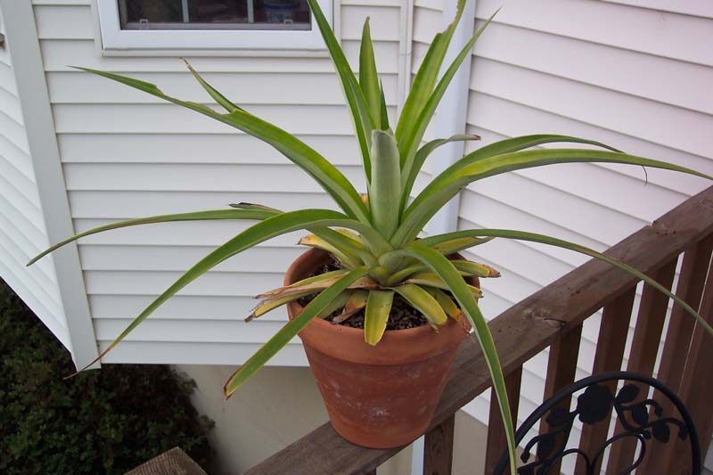House plants add beauty to your home and clean your indoor air. Grow these 5 house plants from food scraps to get a couple of plants for practically free! Grow These 5 striking Hou