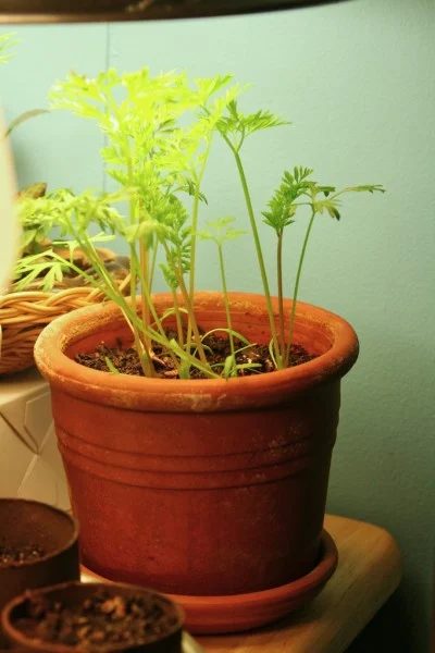 House plants add beauty to your home and clean your indoor air. Grow these 5 house plants from food scraps to get a couple of plants for practically free! Grow These 5 striking Hou