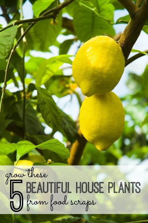 House plants add beauty to your home and clean your indoor air. Grow these 5 house plants from food scraps to get a couple of plants for practically free! Grow These 5 striking Hou