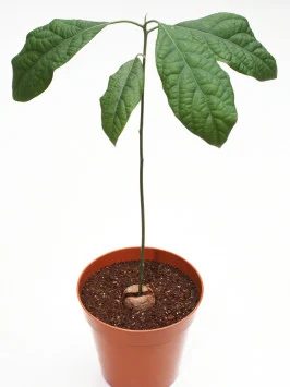 House plants add beauty to your home and clean your indoor air. Grow these 5 house plants from food scraps to get a couple of plants for practically free! Grow These 5 striking Hou