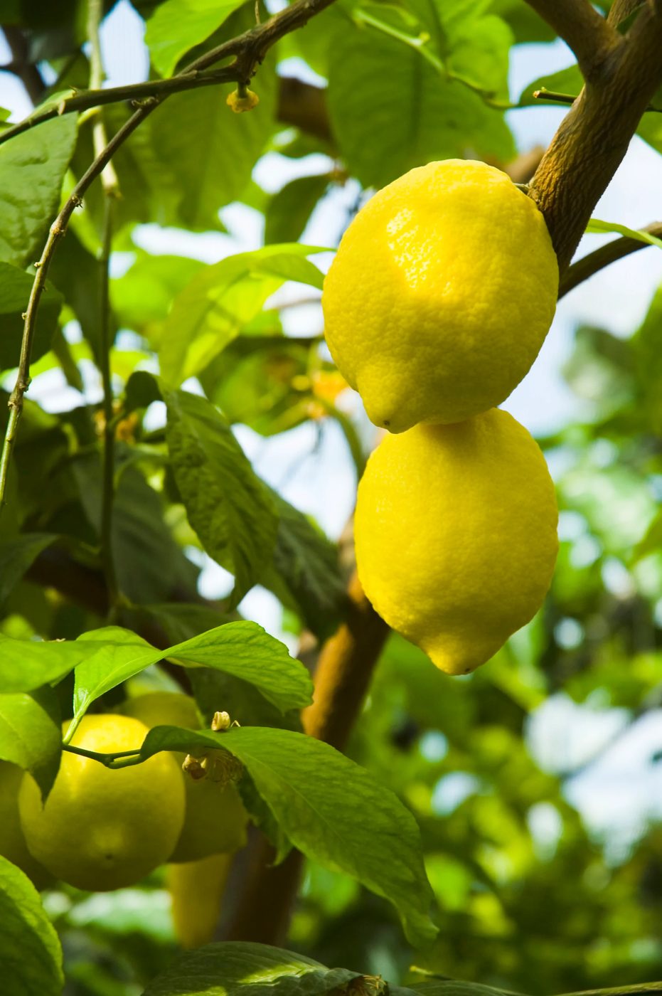 Grow These 5 striking House Plants From Food Scraps