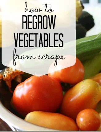 How To Regrow Vegetables From Scraps via Tipsaholic.com