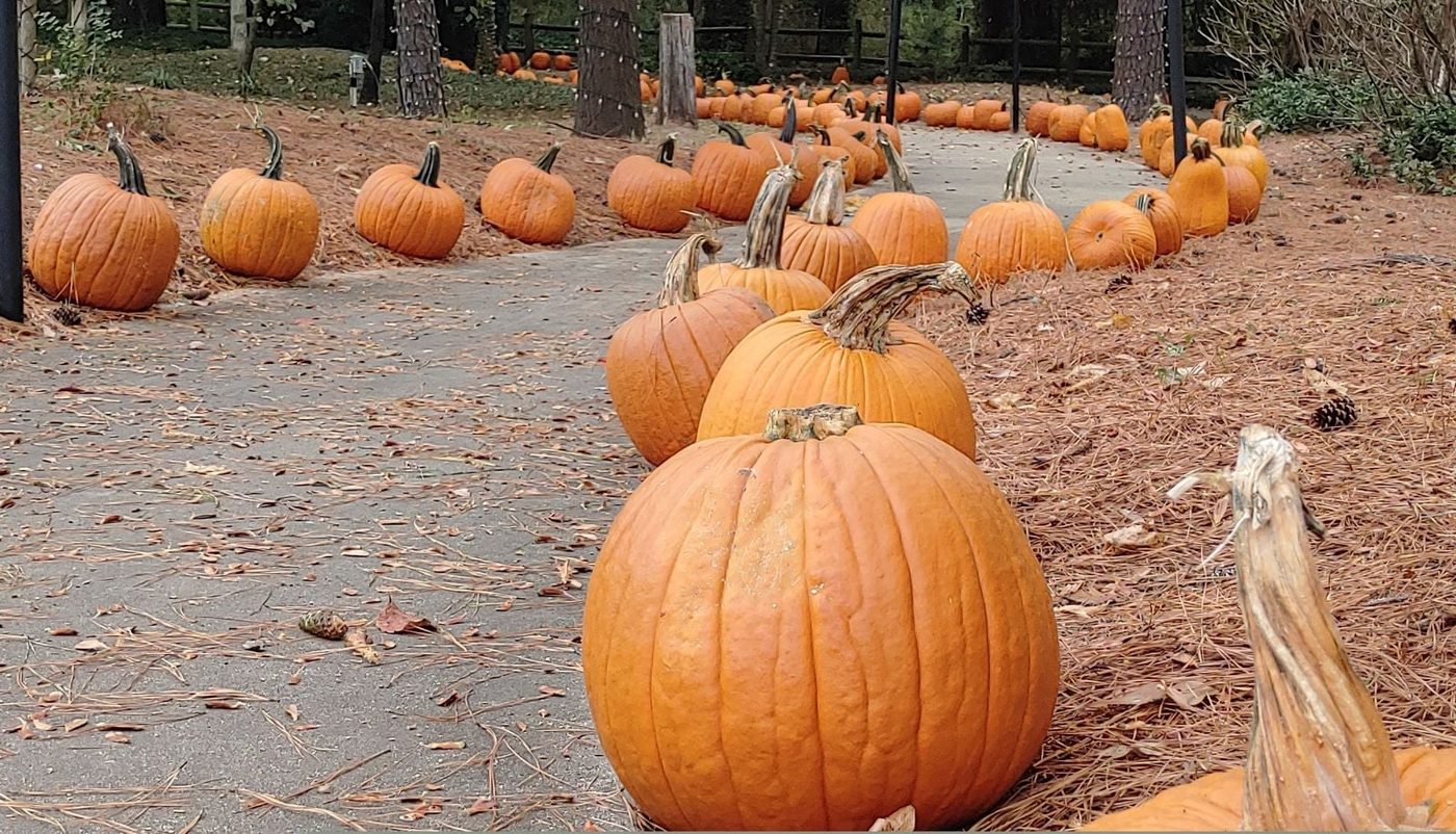 Pumpkin Pathway