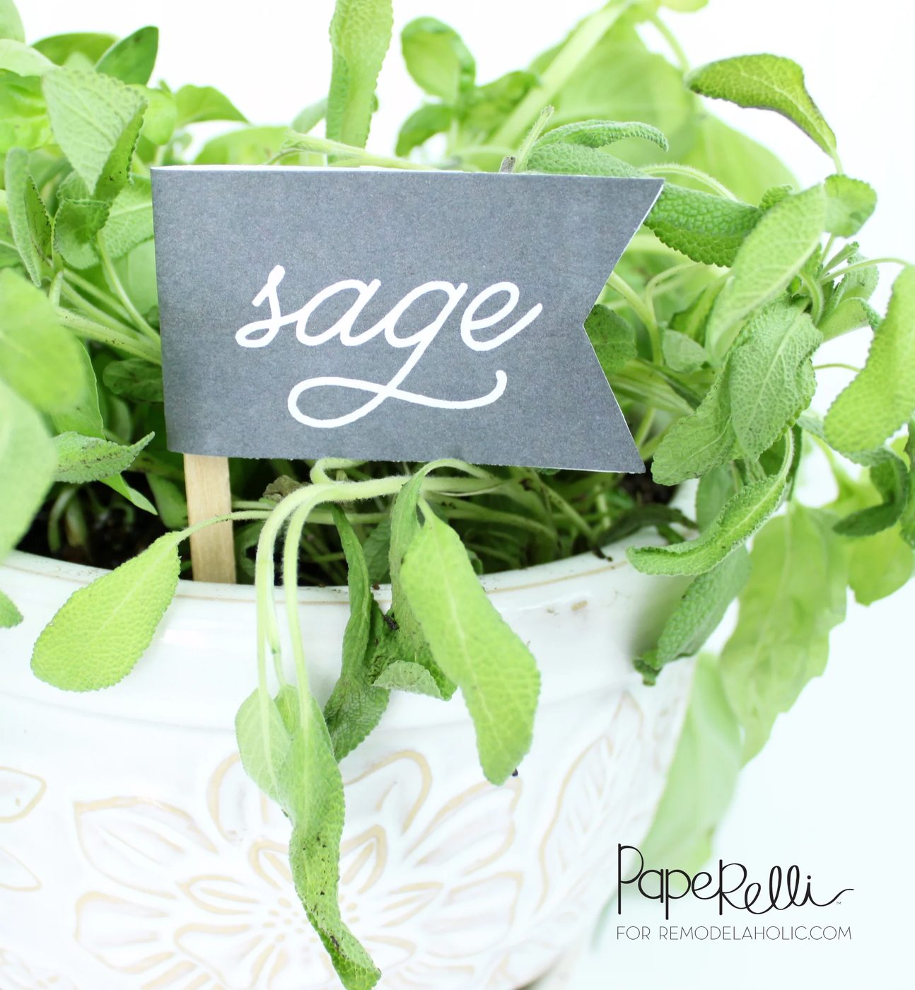 Sage Herb Labels @Bekob