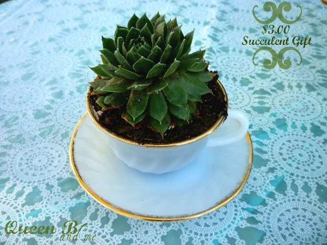Teacup Succulent Garden