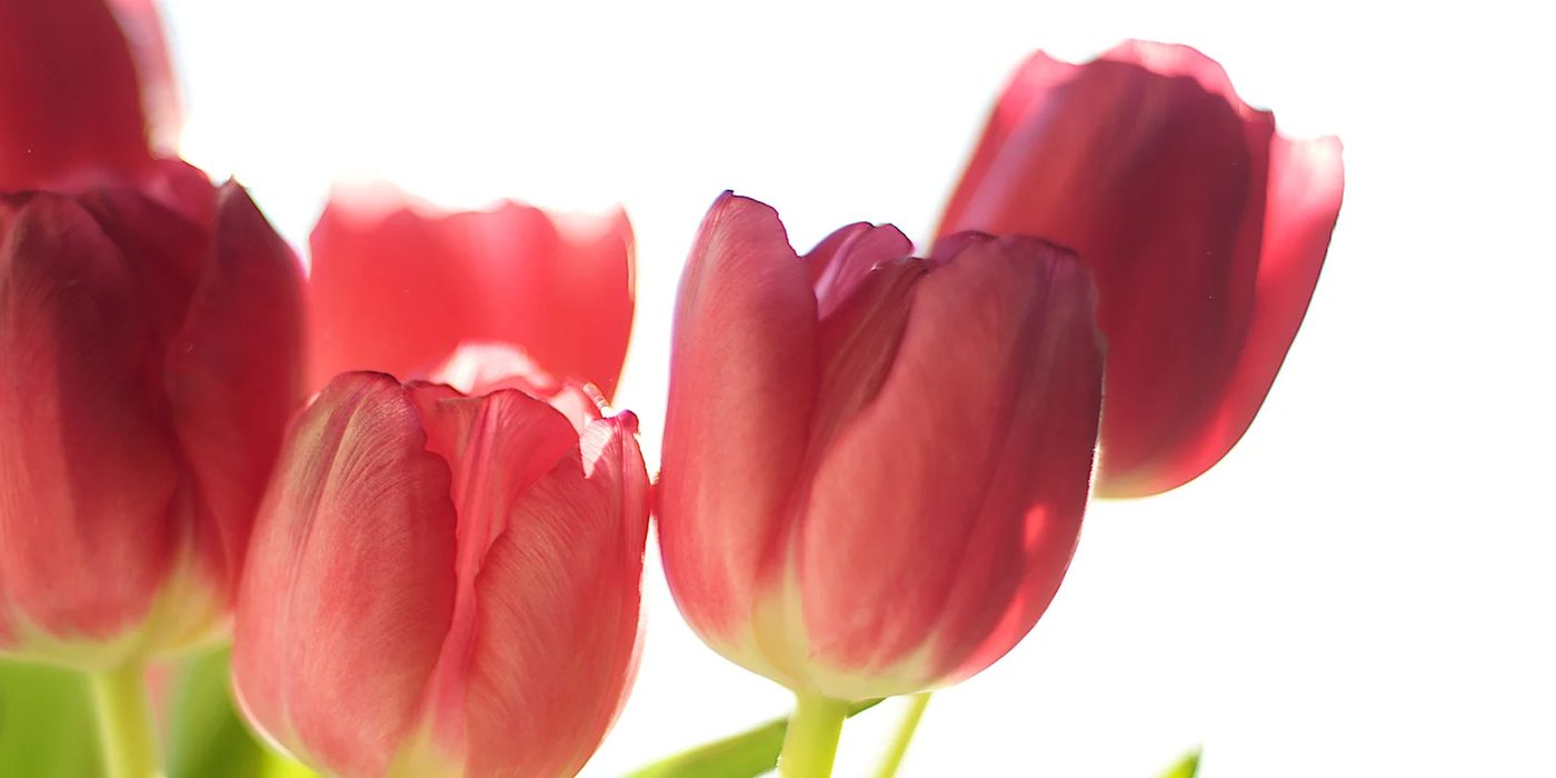 Home Sweet Home: Celebrate Spring