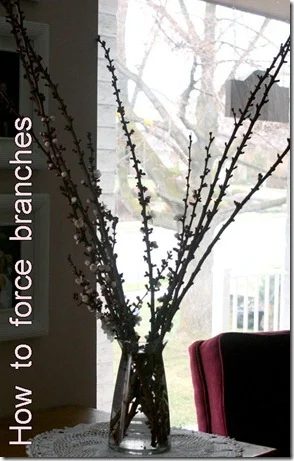 forcing-branches-copy_thumb