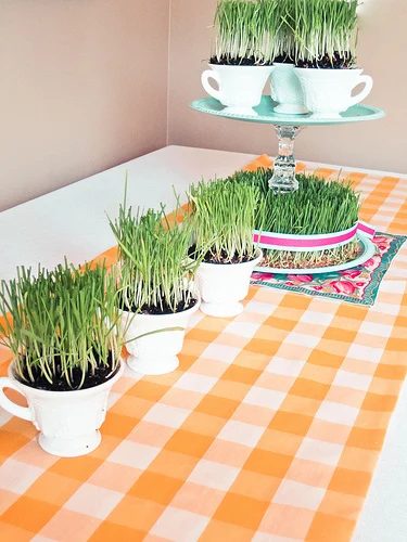 KISS easter grass