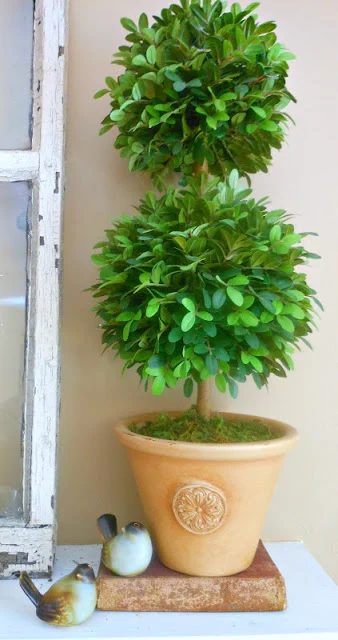 Walnut and Divine topiary