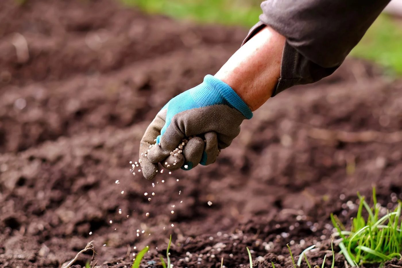 Lawn Fertilization