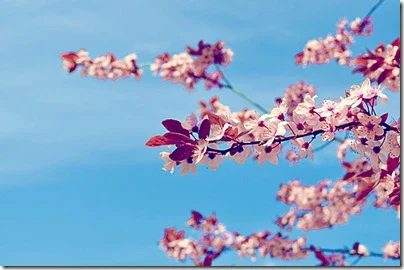 cherry blossoms