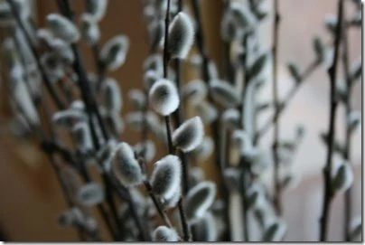 Branches_Pussy_Willow